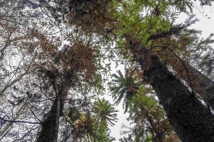 Incendi Australia, in salvo il bosco degli alberi-dinosauro 2