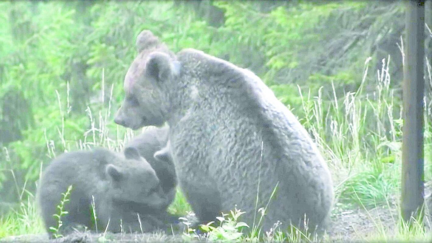 Se per i cuccioli di Daniza è meglio restare nel bosco