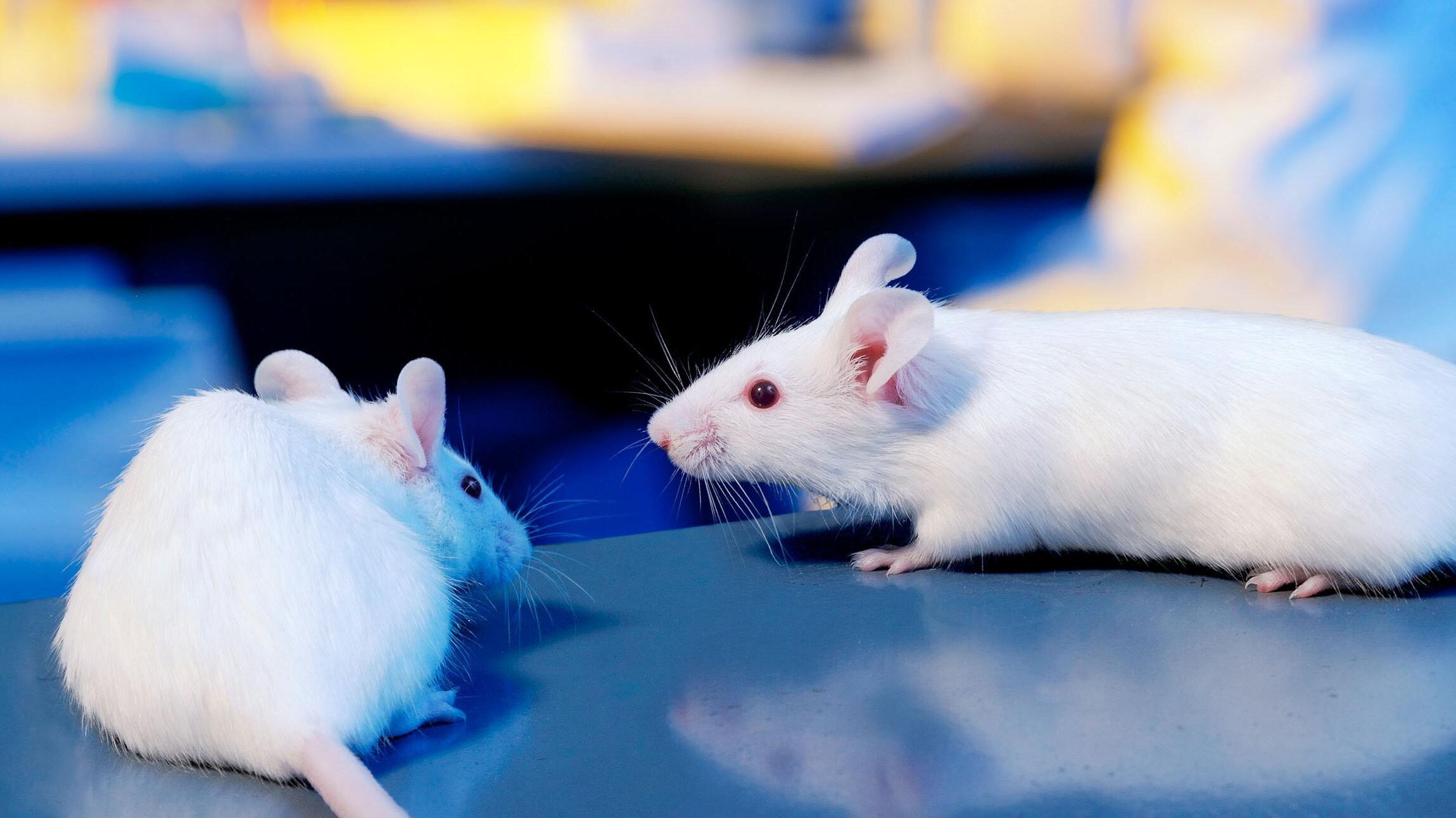 Col cervello artificiale addio ai test su animali