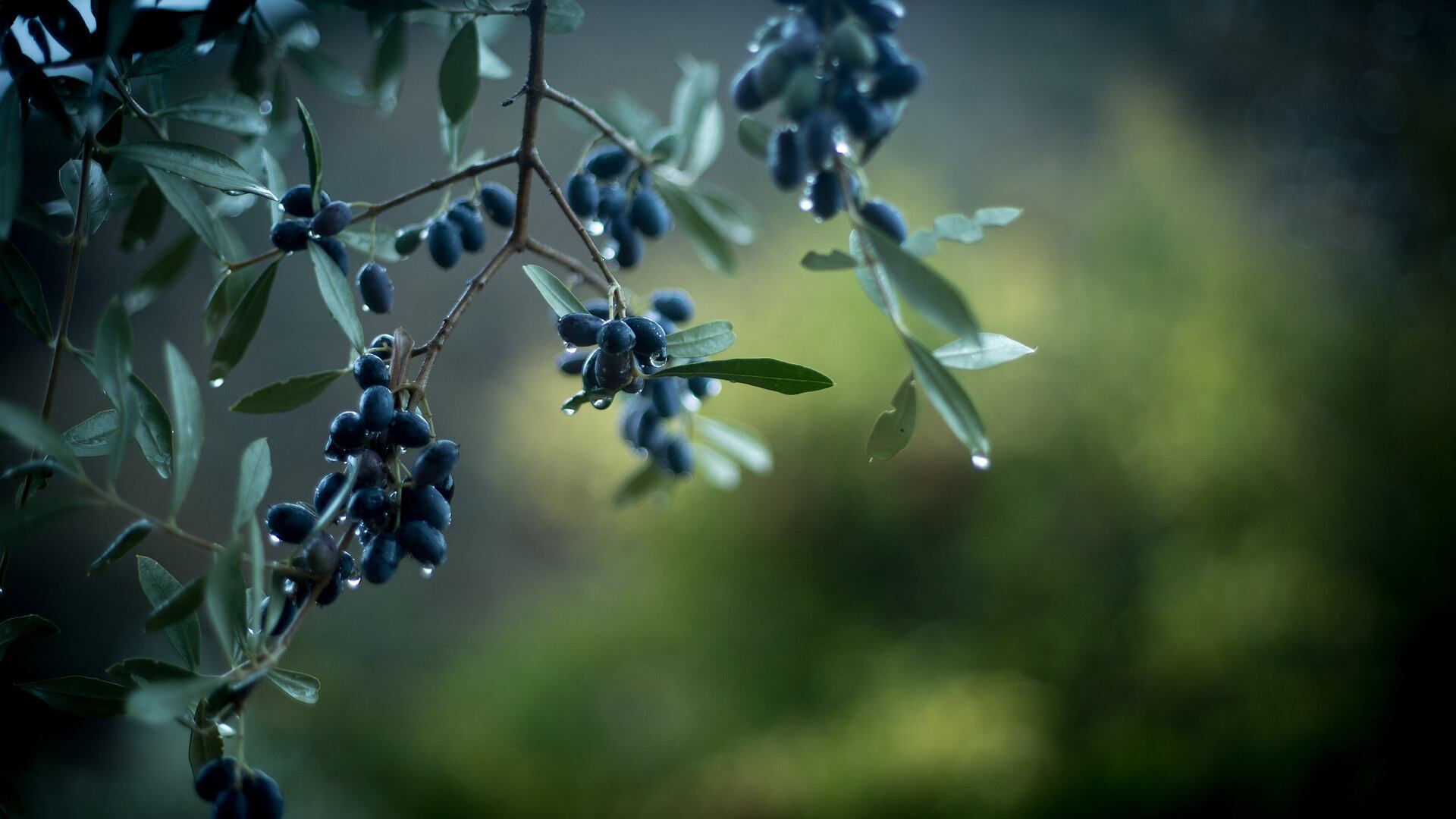 Dai tribunali a olive e lenticchie: "Macchè avvocato, il mio futuro è qui"