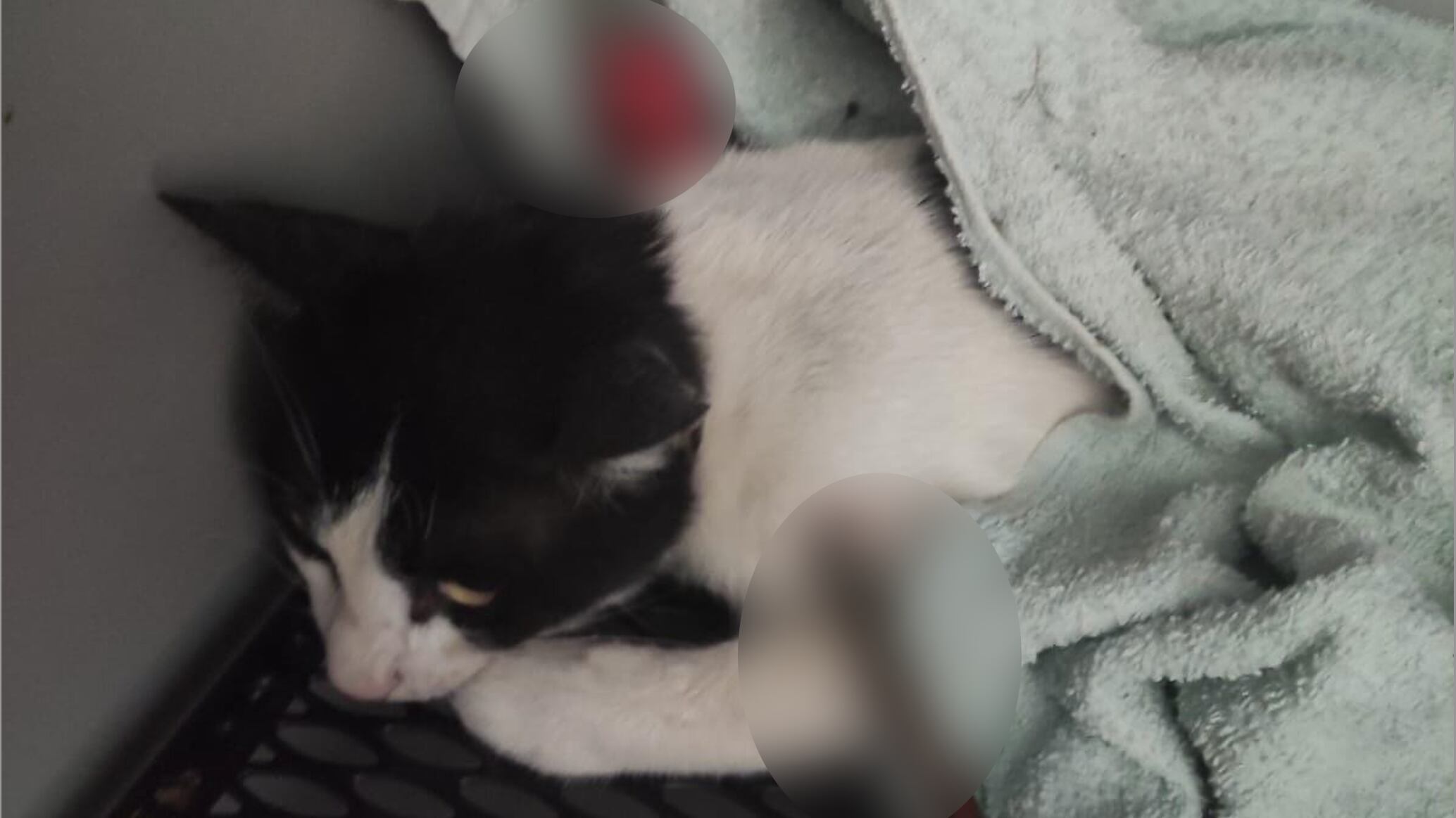Gatti uccisi a colpi di balestra, a Roma è caccia al cecchino