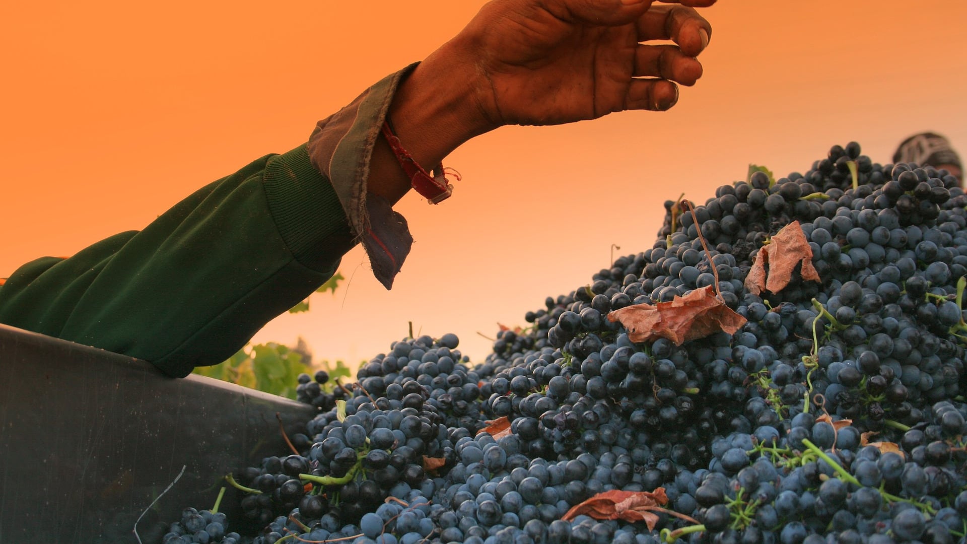 Furti d'uva, crimini di vendemmia