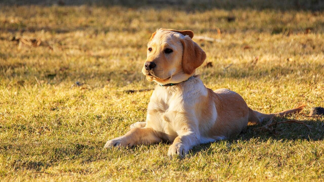 La donna che si identifica come cane