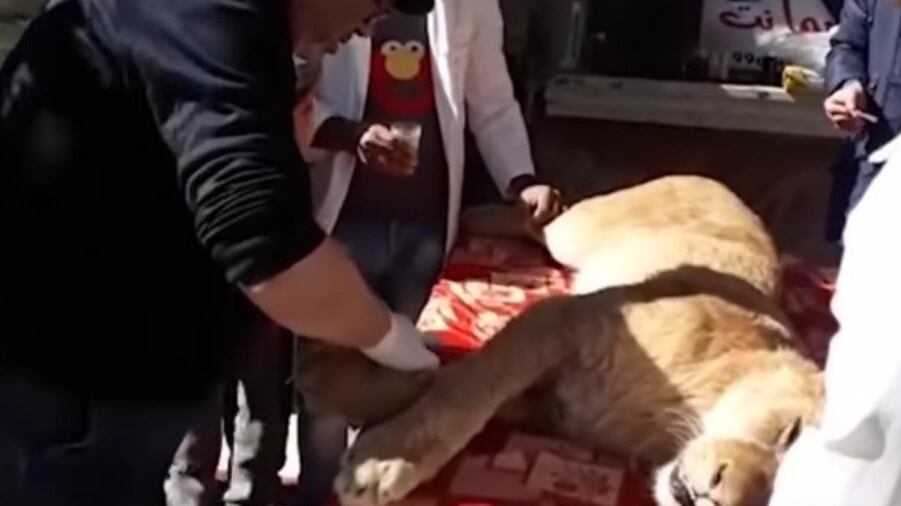 Gaza, allo zoo strappano artigli ad un leone per far giocare i bimbi