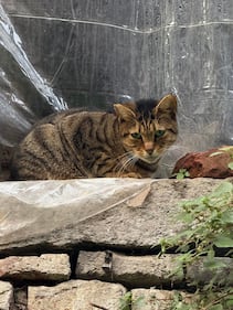 La colonia felina nel palazzo sforzesco di Milano 9