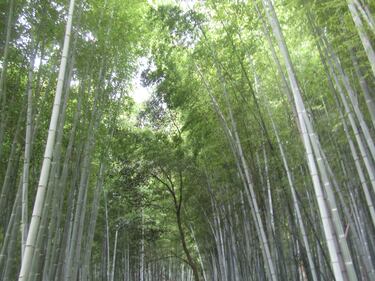 Arashiyama, il fascino invincibile della foresta di bambù 4