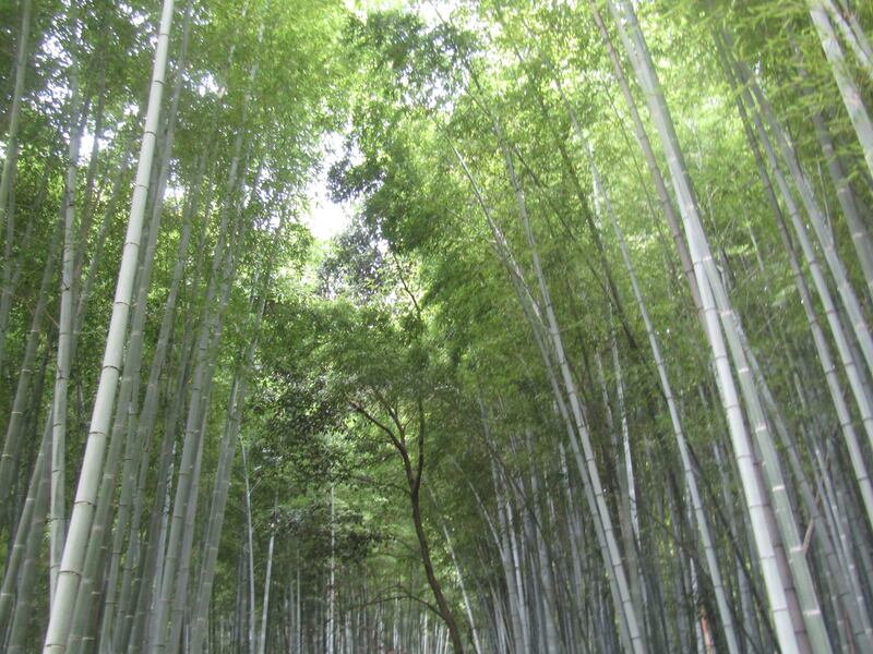 Arashiyama, il fascino invincibile della foresta di bambù 4