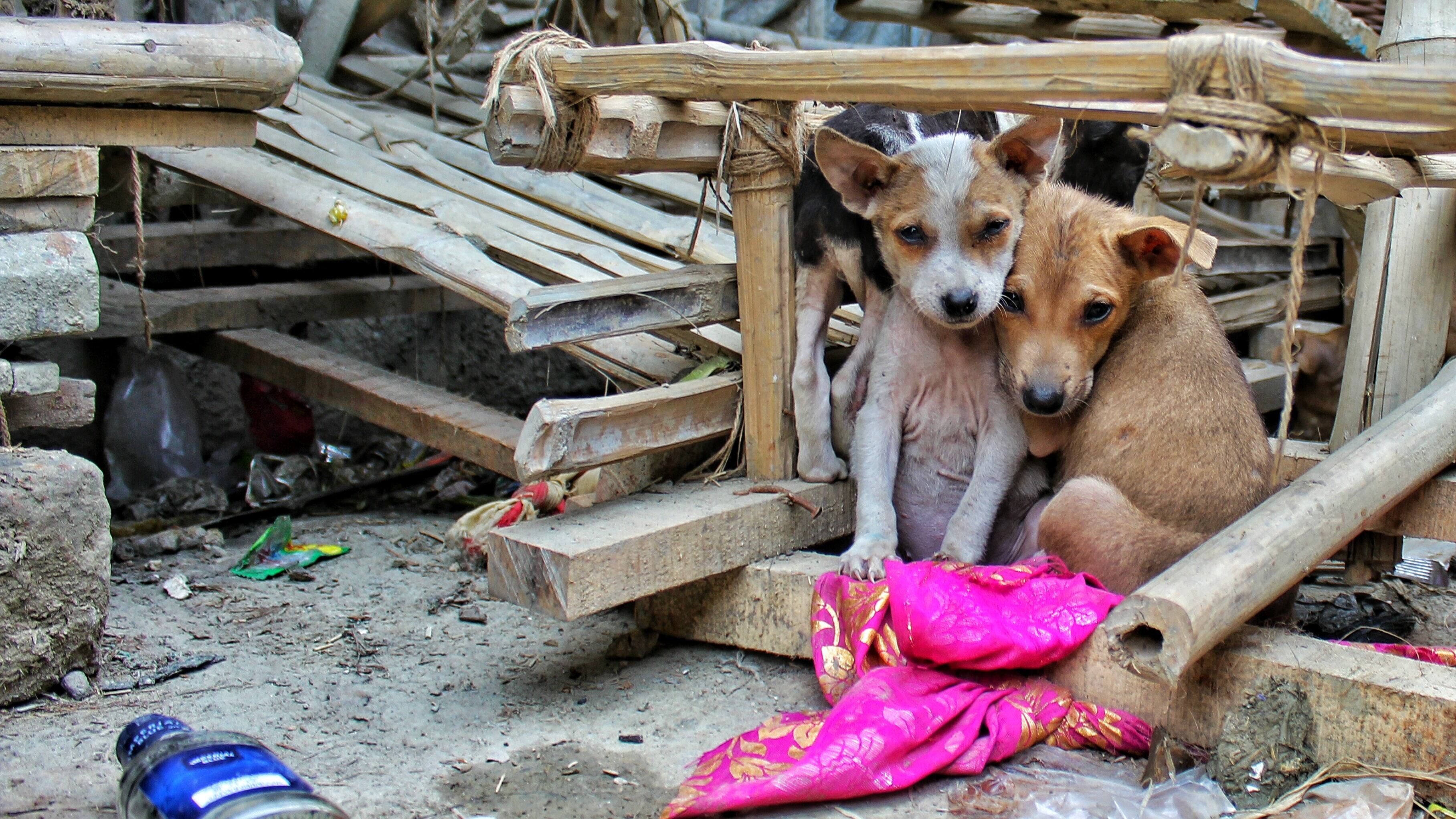 Per strada ancora 700mila cani