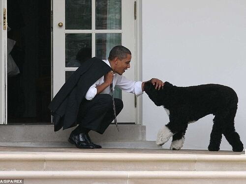 Che divi il gatto di Clinton e il cane di Bush ma ci sono stati coccodrilli, topi e aquile