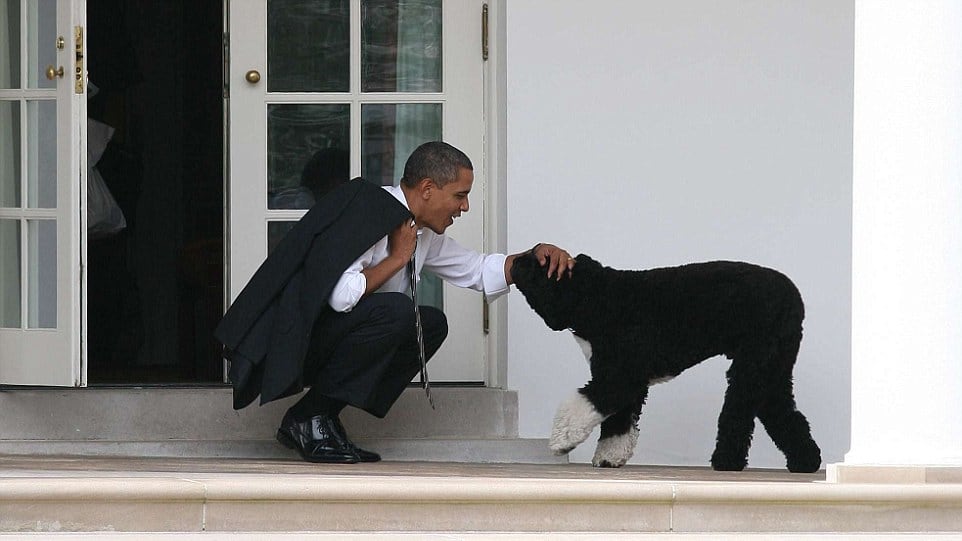 Che divi il gatto di Clinton e il cane di Bush ma ci sono stati coccodrilli, topi e aquile