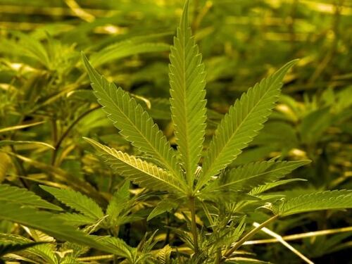 Catania, in un'azienda agricola scovata droga per 10 milioni di euro