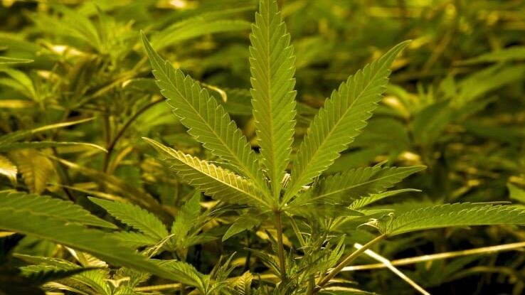 Cerca di pagare il conto al McDonald's con dose di marijuana: 23enne in arresto