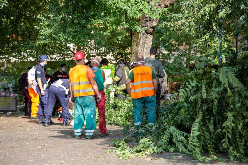 Milano, ramo si spezza e travolge una donna: ricoverata in codice rosso 6