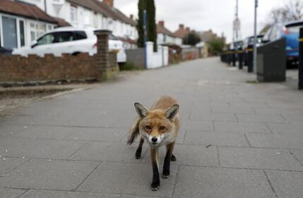 Coronavirus, gli animali selvatici (e non) invadono le città 1