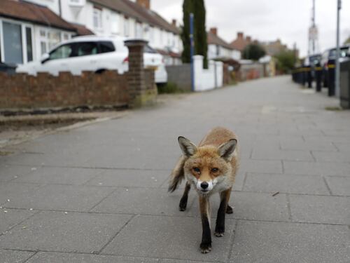 Coronavirus, gli animali selvatici (e non) invadono le città