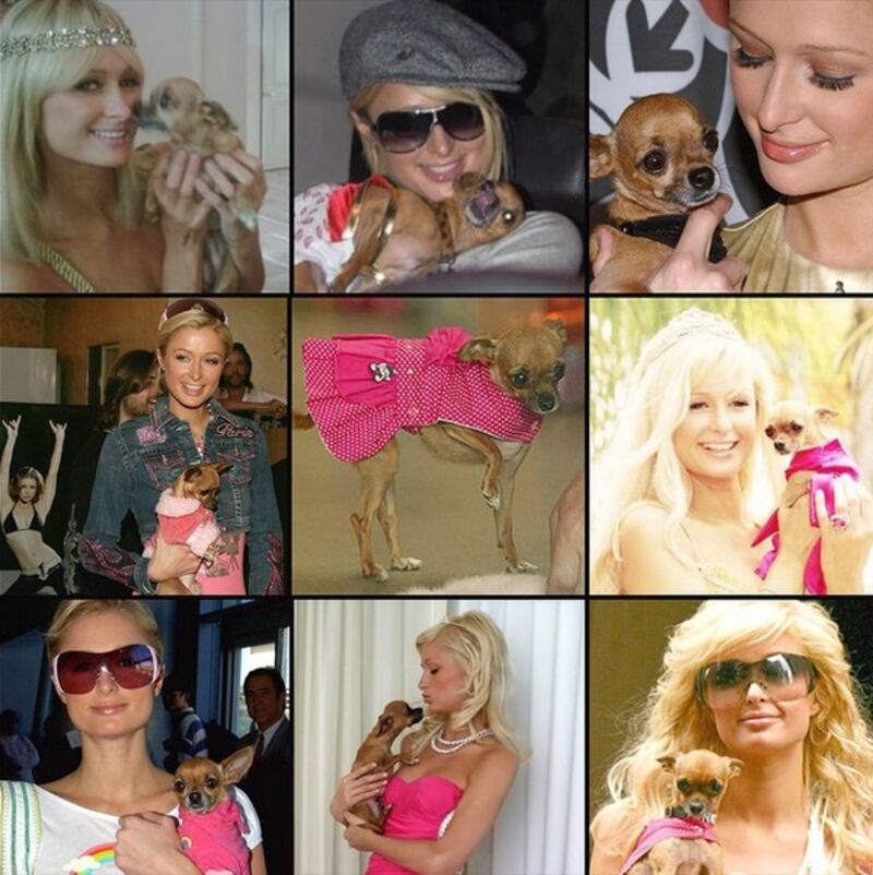 Paris Hilton su Instagram: "E' morta la mia Tinkerball" 2