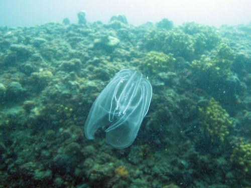 "Peggio del granchio blu". La noce di mare invade la laguna di Venezia: perché è pericolosa