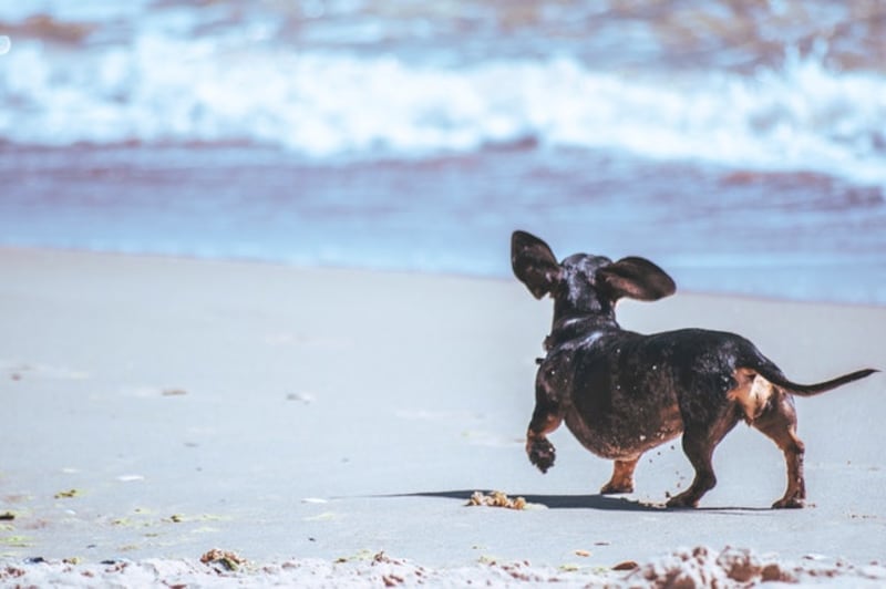 Cagnolino sulla spiaggia