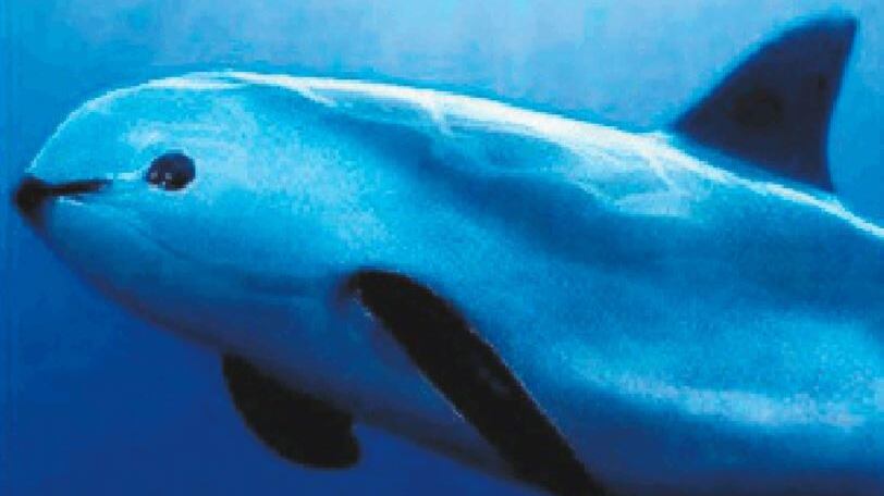 Vaquitas quasi estinte: le "piccole mucche" sono vittime sacrificali