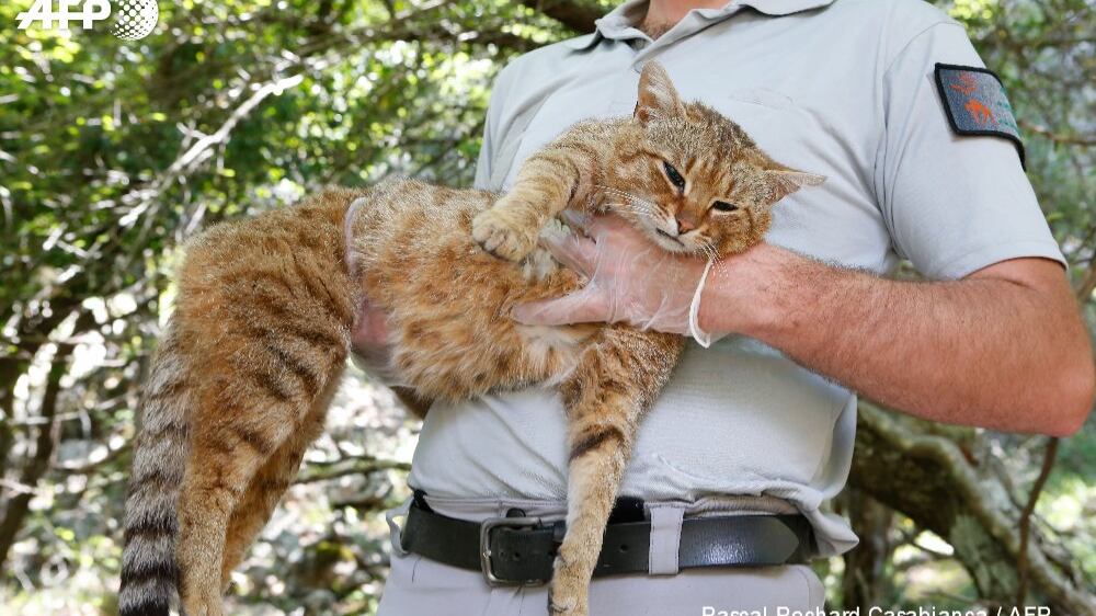 Da leggenda a realtà: catturato in Corsica il mitico "gatto-volpe"