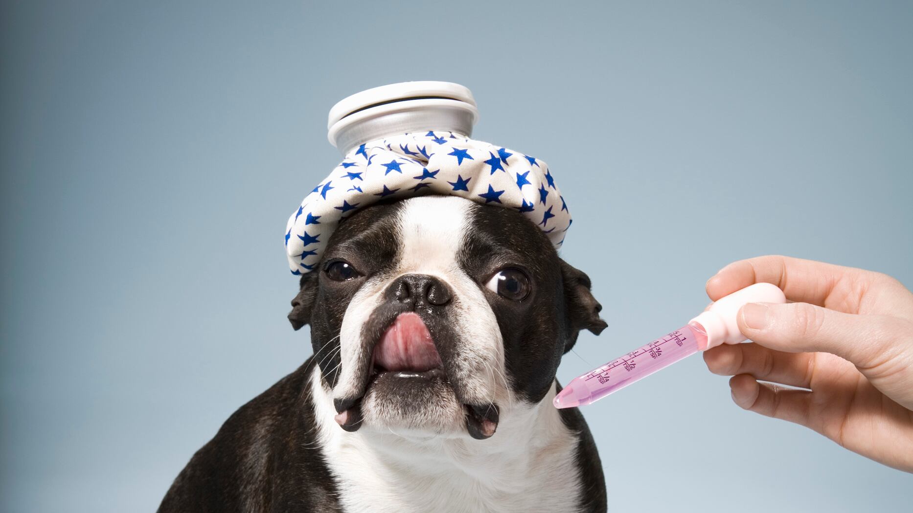 Raffreddore da cani? Aspirina e a cuccia
