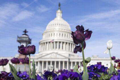 Primavera, trionfo di fiori a Washington 1