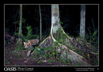 Le più belle foto di animali e natura 10