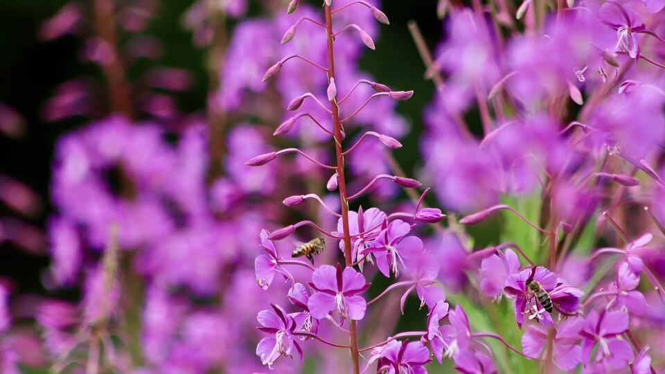 Epilobio, la pianta erbacea che fa bene al sistema urinario