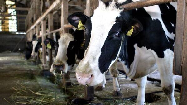 È invasione di latte straniero: produttori italiani in ginocchio