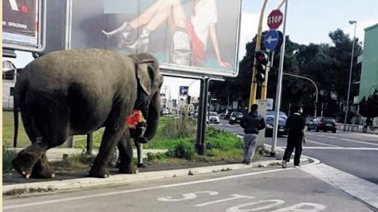 Bari, a spasso con un elefante