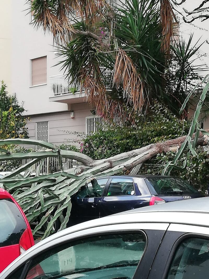 Alberi sradicati, tettoie divelte: l'incubo del vento in Sicilia 2