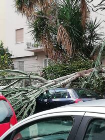 Alberi sradicati, tettoie divelte: l'incubo del vento in Sicilia 2