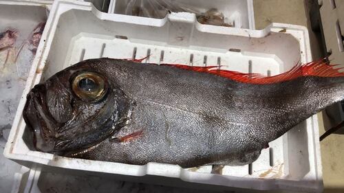 Sempre più pesci tropicali vicino alle coste pugliesi e siciliane 4