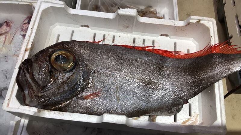 Sempre più pesci tropicali vicino alle coste pugliesi e siciliane 4