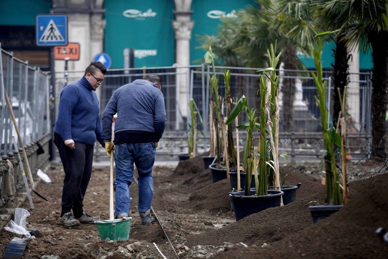 I banani arrivano in piazza Duomo 18