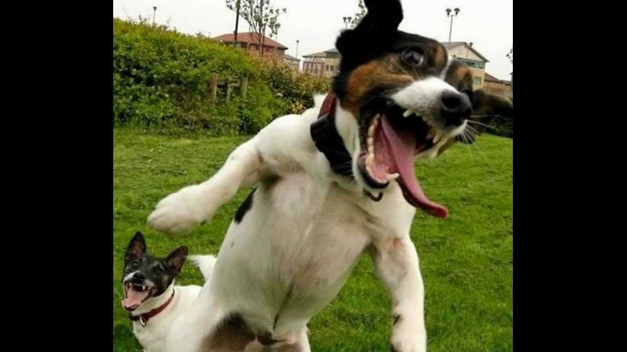 Quando la digestione è bestiale
