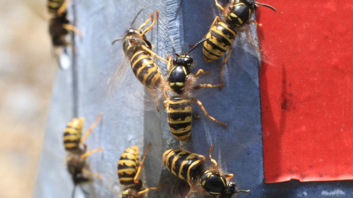 Interessante studio sulle vespe: muore la regina, scoppia la guerra civile. Ma molte salvano il vespaio lavorando
