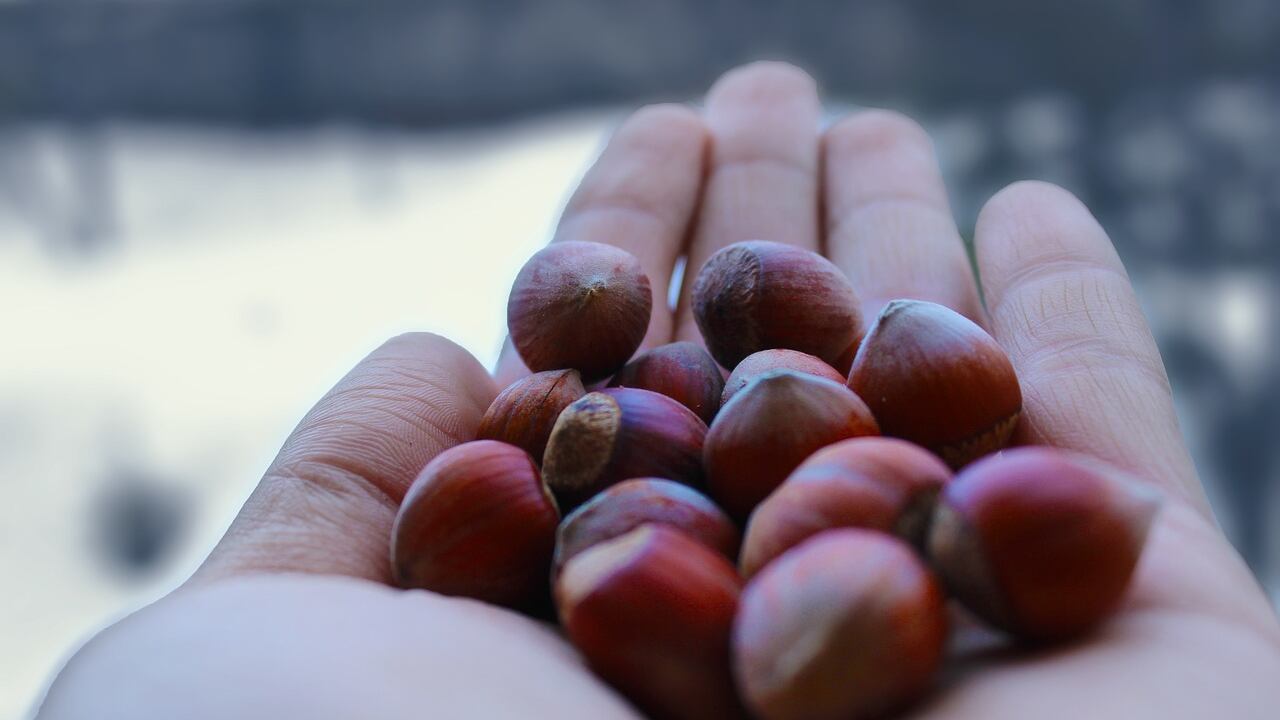 Olio di nocciola: ecco perché fa bene alla pelle e ai capelli