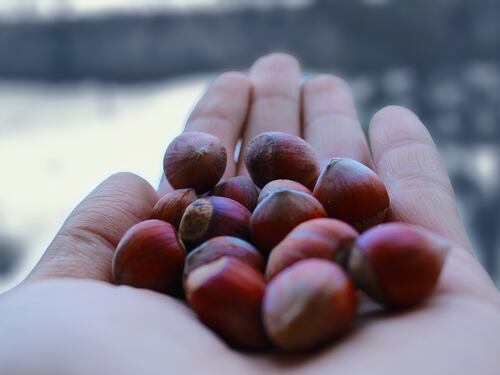 Olio di nocciola: ecco perché fa bene alla pelle e ai capelli