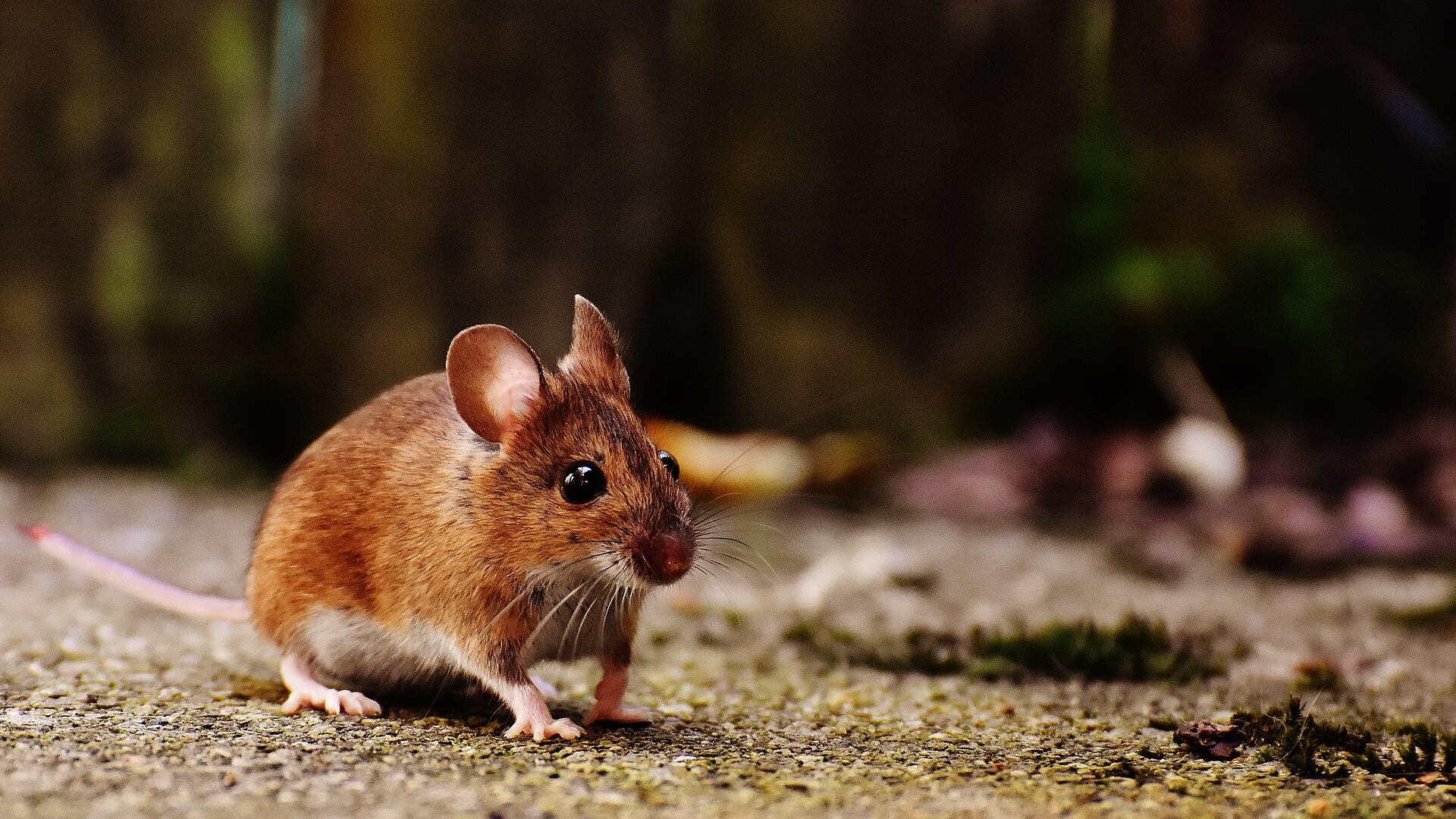 Invecchiamento: invertito il processo nei topi