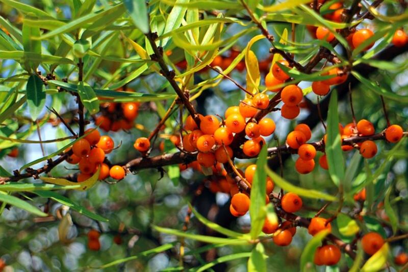 Olivello spinoso