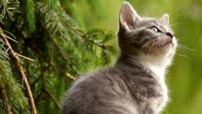 I bambini dislessici leggono ai gatti. E i disturbi scompaiono