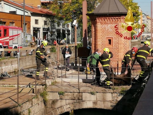 Quel branco di cinghiali a nuoto fino in Darsena: strana scoperta a Milano