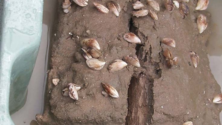 Un "mollusco killer" infesta il lago di Garda: ecco cosa succede