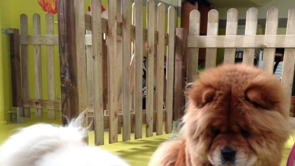 Un asilo per i cani a 6 euro all'ora