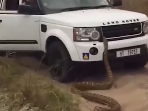Sudafrica, turisti scappano inseguiti da un pitone di cinque metri