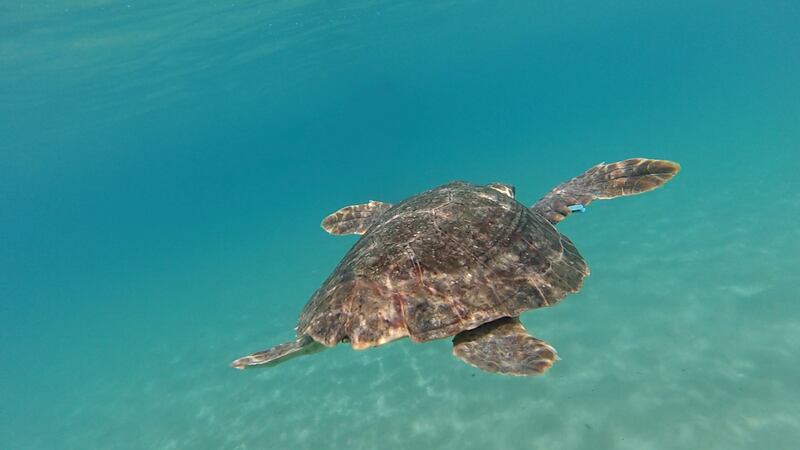 Liberata in mare la tartaruga Caretta caretta Federica. Era ferita e piena di plastica 3