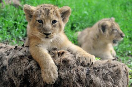 Bioparco di Roma sono nati due leoncini asiatici 7