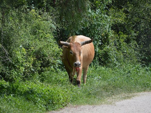Belluno: toro incorna e uccide un veterinario