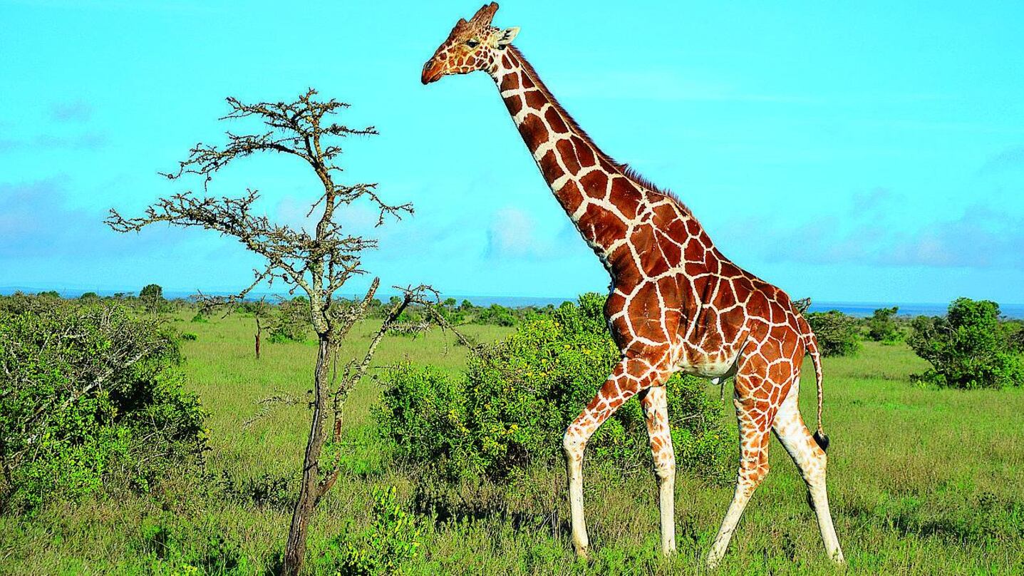 Alla ricerca della vostra Africa nel Kenya dei leoni letterari